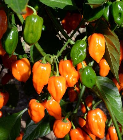 Orange Habanero | The Chilli Guru