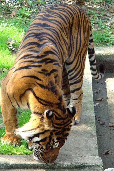 Bengal Tiger Whiskers Free Photo Download | FreeImages