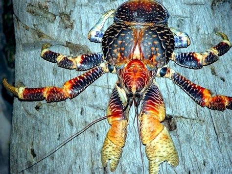 Coconut Crab – "OCEAN TREASURES" Memorial Library