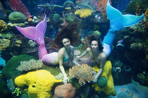 Silverton Casino Hotel brings back mermaid swims and stingray feeding