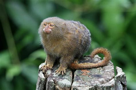 Marmoset | Animal Simulator Wiki | Fandom