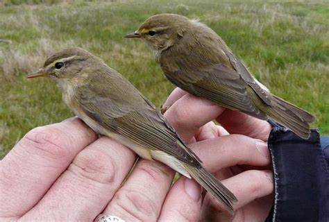 Chiffchaffs and Willow Warblers, little birds with loud voices – Nature to look out for in Burwell