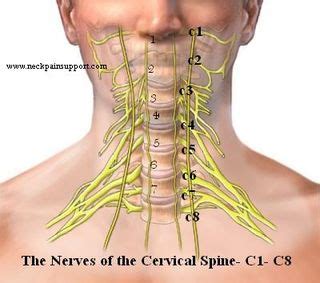 The Normal Cervical Curve in the Neck (Neck Pain Support Blog)