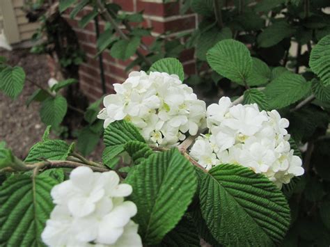 planted cloud: Viburnum plicatum 'Popcorn'