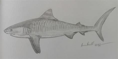 Tiger shark by ArminReindl on DeviantArt