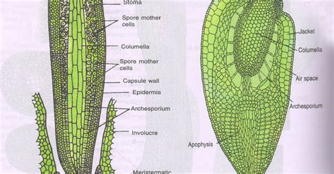 EVOLUTION OF SPOROPHYTES IN BRYOPHYTES