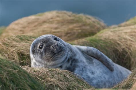 Wild Orkney in autumn | Orkney.com