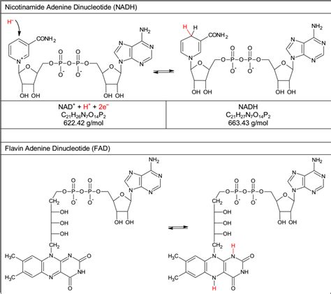 Cofactors in Biochemistry