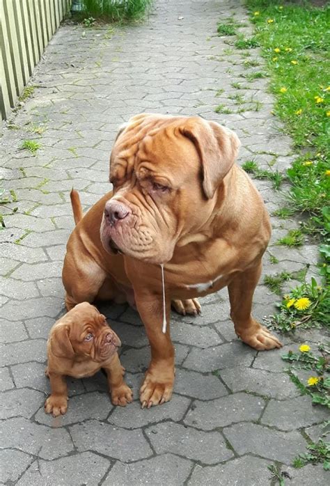 Dogue de Bordeaux with pup. It seems like the pup is looking at the ...