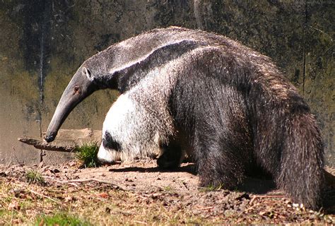 Share it! Science : Sloth, Armadillo and Anteater Adaptation Scavenger Hunt!