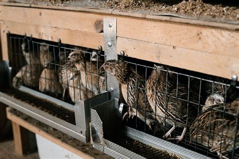 Wachteln - grausames Leben in Legebatterien - Deutscher Tierschutzverlag