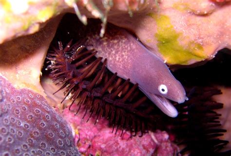 Baby eel | Small eel hiding on the North Coast of Taiwan | Dave in Canada | Flickr