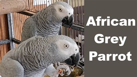 African Grey Parrot Diet & Care - YouTube