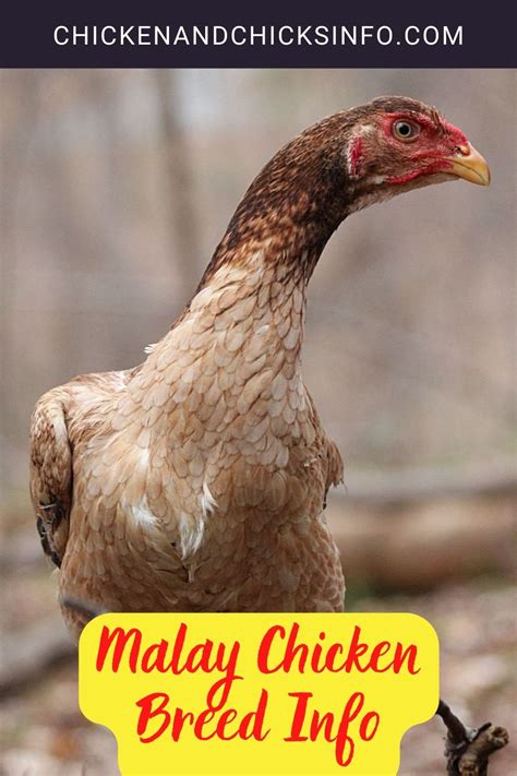 Malay Chicken Breed Info - Chicken & Chicks Info