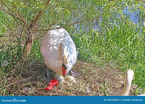 Swan Hatching Eggs on a Nest Stock Photo - Image of wild, water: 155755956