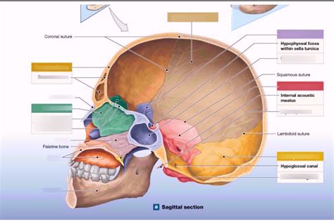 Cranial Cavity Diagram | Quizlet