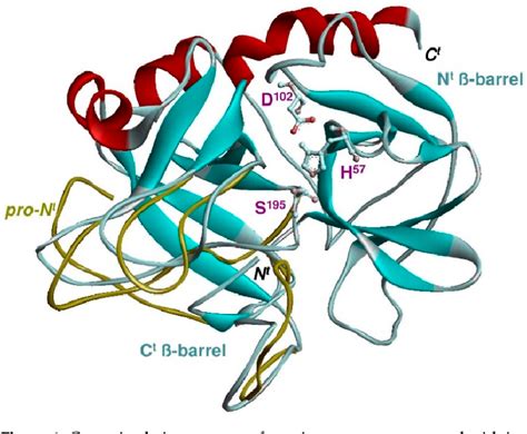 Figure 1 from Origin and Expansion of the Serine Protease Repertoire in ...