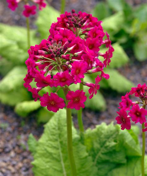 Bog plants: 15 moisture-loving plants for damp areas | Gardeningetc