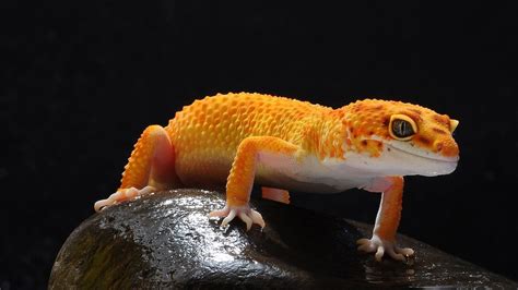 Scientists Discover New Species of 'Gecko' Lizards Endemic to Western ...