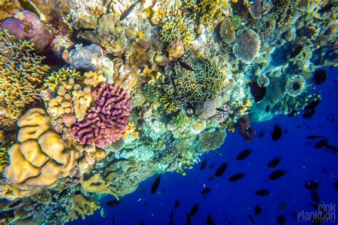 17 Photos That Prove Bunaken Island Is a Snorkeler’s Dream | Pink Plankton