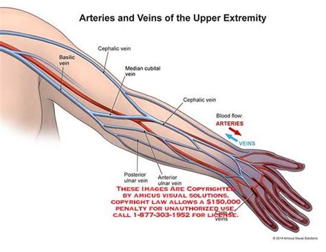 arm veins arteries - Google Search | Arm veins, Basic anatomy and physiology, Phlebotomy