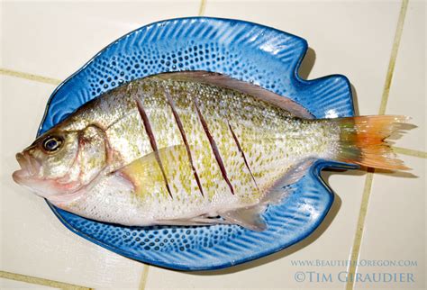 Surf Perch Fishing on the Oregon Coast – Beautiful Oregon