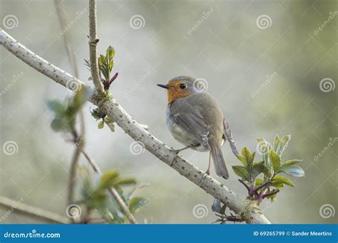 Bird mating stock image. Image of light, bird, nature - 69265799