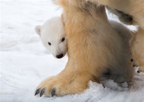 Polar Bear Cub Makes Long Awaited Debut - ZooBorns