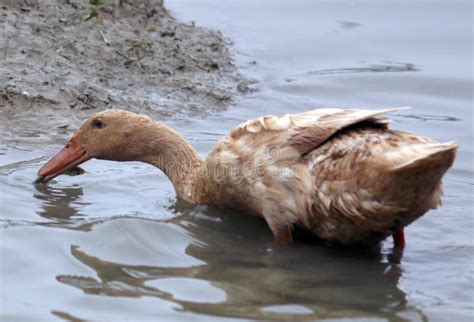 781 Duck Eating Fish Stock Photos - Free & Royalty-Free Stock Photos ...