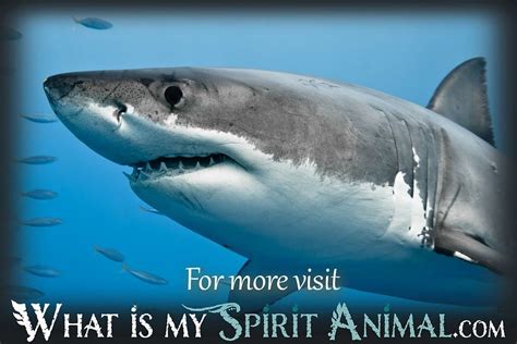 Shark Facts, Songs, Movies & Trivia | Fish Animal Facts