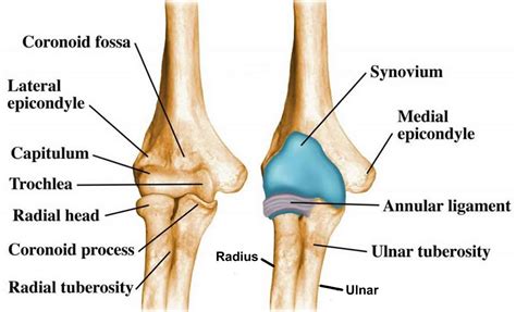 Pulled elbow, nursemaid elbow causes, symptoms, diagnosis, treatment & prognosis