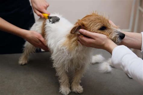 Grooming A Jack Russell Terrier [Haircuts, Shaving & Fur Striping]