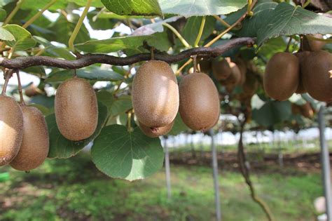 2 Different Delicious Kiwi Plant Varieties and How to Grow Them - Garden and Happy