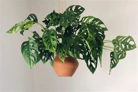 Reasons for Monstera adansonii Yellow Leaves - Homes Pursuit