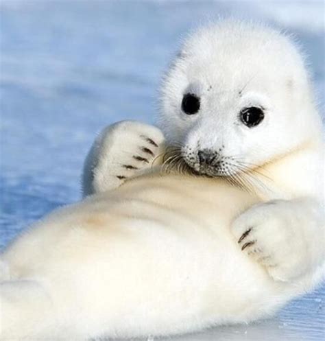 Too cute seal pup | Marine Animals & Fish | Pinterest | Baby seal ...