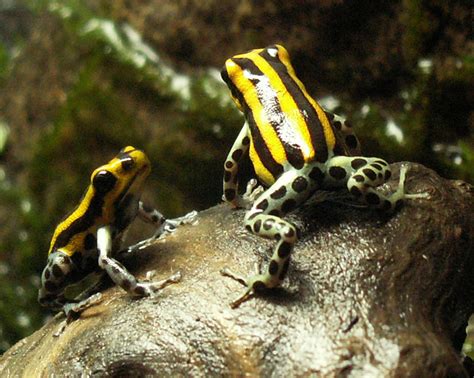 Dendrobatidae - poison frogs | Wildlife Journal Junior