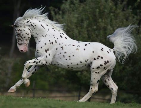 Pin on Caballos | Most beautiful horses, Appaloosa horses, Horse breeds