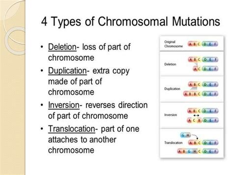 Mutation - online presentation