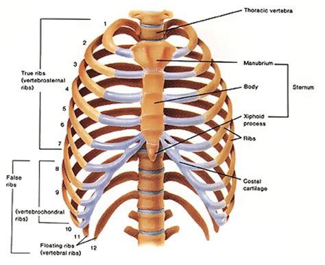 Lower Ribs Diagram at Graciela Gutierrez blog