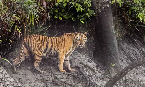 Sundarbans National Park Safari Guide | Wildlife Sanctuary