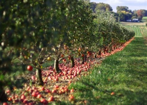 From Kashmir to Karnataka, apple plantation explores new abode | Skymet Weather Services