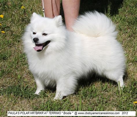 Miniature American Eskimo Pomeranian Mix For Sale - Pets Lovers