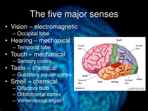 PPT - Brain Structure and Function PowerPoint Presentation - ID:262127