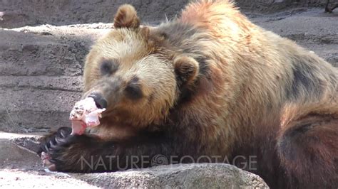 Brown bear eating a large beef bone - YouTube