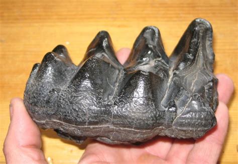 MASTODON TOOTH MASTODON TEETH