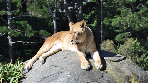 Wellington Zoo Pictures: View Photos & Images of Wellington Zoo