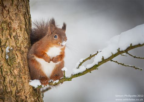 19 Magical Photos of Animals In Winter | Bored Panda