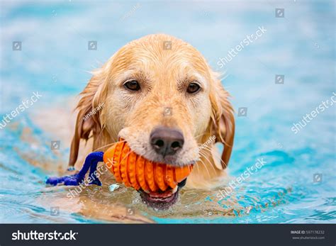 Dog Swimming Pool Toy Stock Photo 597178232 | Shutterstock