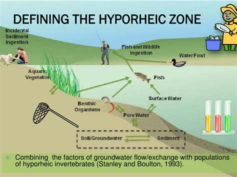 PPT - Delineating the Hyporheic Zone Alissa jameS PowerPoint Presentation - ID:1774207