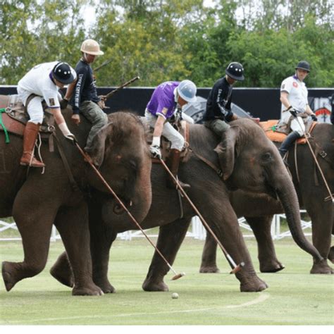 Elephant’s Cry for Help: Stop Elephant Polo in Nepal